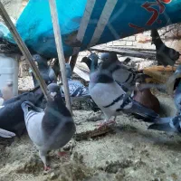 کفتر.فروشی.