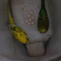 مرغ عشق رو تخم کار داده|پرنده|قزوین, |دیوار