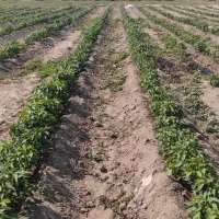 اجاره زمین کشاورزی