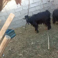 تروشت|حیوانات مزرعه|جالق, |دیوار