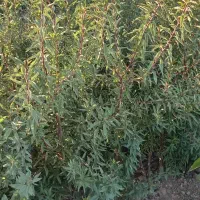 فروش نهال بادام وسیب وانواع نهال باچک صیادی|گل و گیاه طبیعی|میاندوآب, |دیوار