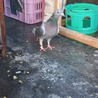 جان اردن|پرنده|تربتحیدریه, آغوی|دیوار