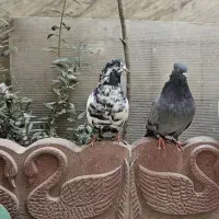 یه جفت کبوتر نر کله دم سبز با ماده سبزه خوش رنگ