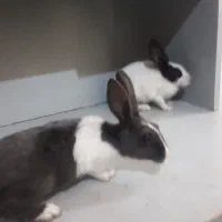 خرگوش ۲ ماهه