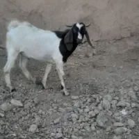 بز‌نر|حیوانات مزرعه|نهاوند, |دیوار