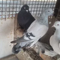 کبوتر