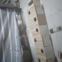 لانه عروس هلندی و طوطی برزیلی