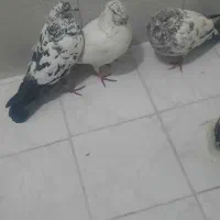 کبوتر غریبگیر