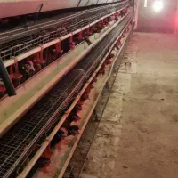 مرغ تخم گذار|حیوانات مزرعه|جوادآباد, |دیوار