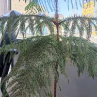 کارگاه-اجاره