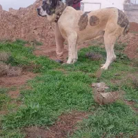 خراسانی گردن کلفت قد بالای 95