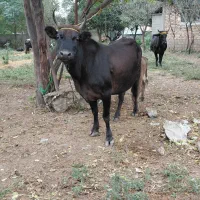 گاو جوان باگوساله نر سیمنتال آمپولی
