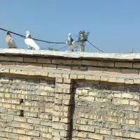 ۱۷عددرنگی دوری|پرنده|شوشتر, |دیوار