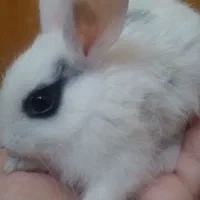 بچه خرگوش ناز و کوچولو|موش و خرگوش|جهرم, |دیوار