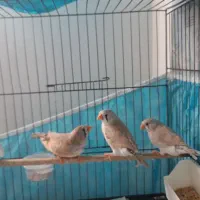 فنچ کینگ|پرنده|ساری, |دیوار