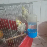 یک جفت عروس هلندی|پرنده|ری, صالح‌آباد شرقی|دیوار