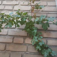 منزل ویلایی ۱۲۵متر پشت قواره نزدیک حرم