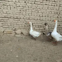 قوغاز‌نروماده