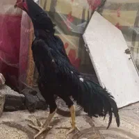 جوجه اوشامو وتخم مرغ درجه یک