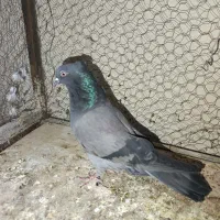 کبوتر پرشی