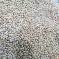 ارزن ایرانی