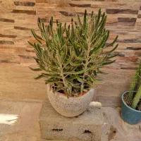 گل کاغذی ،اشکی ،الوئه ورا|گل و گیاه طبیعی|اصفهان, شیخ اشراق|دیوار