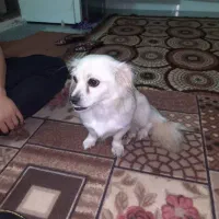 فروش سگ میکس|سگ|ایزدشهر, |دیوار