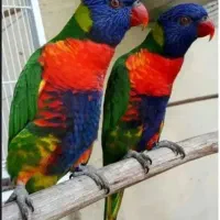 خرید و فروش انواع پرنده /گرینچک / ملنگو‌/ کاسکو /