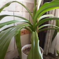 گل ذرتی شاداب