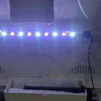 اکواریوم خانگی|ماهی|عنبرآباد, |دیوار