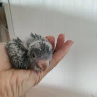 جوجه راهب آبی وسبز سرلاکی
