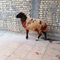 گوسفند وبره دجیجه بزغاله قوچ