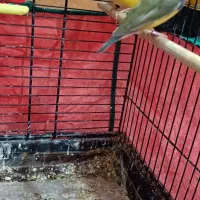 فنچ گلدین|پرنده|تهران, فدک|دیوار