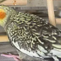 فروش عروس هلندی|پرنده|ساری, |دیوار