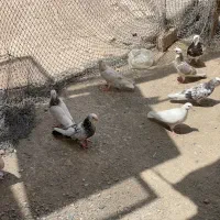 کفتر جوجه