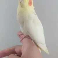 جوجه عروس