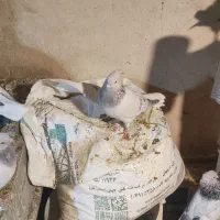 شامی دم سفید|پرنده|مشهد, رضاشهر|دیوار