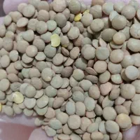 پخش عمده حبوبات|عمدهفروشی|کرج, شهرک صنعتی بهارستان|دیوار