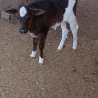 گاو با گوساله نر خارجی|حیوانات مزرعه|شادگان, |دیوار