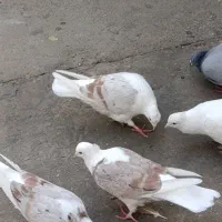 کبوتر|پرنده|چگنی, |دیوار