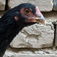 سلام دوستان دوتا ماده مرغ فروشی|حیوانات مزرعه|ایرانشهر, |دیوار