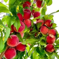 تولید انواع نهال مثمر و غیر مثمر