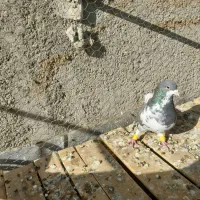 کبوتر رنگی خوشرنگ افشون