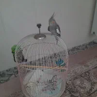 عروس هلندی|پرنده|قم, آذر (نکویی)|دیوار