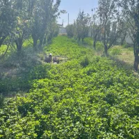 فروش-باغ-ویلای-2000-متری-با-امتیازات-استثنایی