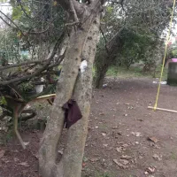 فروش ویلا ۱۰۰۰متری برجاده آسفالت|فروش خانه و ویلا|رشت, پیرکلاچای|دیوار