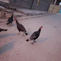 بوقلمو|حیوانات مزرعه|ازنا, |دیوار