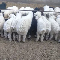 6800000000،|حیوانات مزرعه|آباده, |دیوار