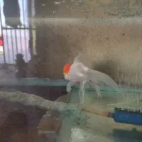 ماهی گلد فیش