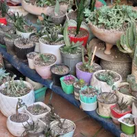 فروش گلهای طبیعی ، سیکاس ، و وو